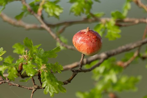 Gall, gall apple on oak (Quercus), Common oak gall wasp (Cynips quercusfolii), Lower Saxony,