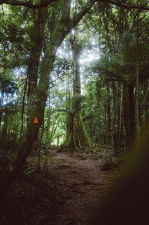 Hike through the forest to a viewpoint in New Zealand. A white pine stretches through the treetop
