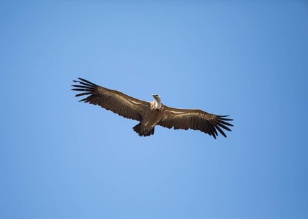 Griffon vulture (Gyps fulvus), Monfraguee National Park, Extremadura, Castilla La Mancha, Spain,