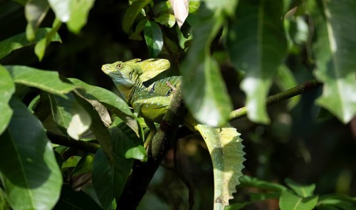 Plumed basilisk (Basiliscus plumifrons), adult male sitting on a branch, Tortuguero National Park,