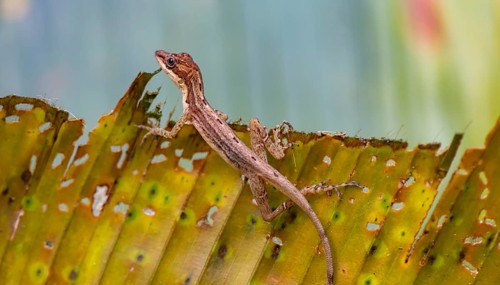 Anolis (Anolis) sitting on a leaf, Tortuguero National Park, Costa Rica, Central America