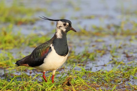 Northern lapwing (Vanellus vanellus), in a wet meadow, Ochsenmoor on Lake Duemmer, Lower Saxony,