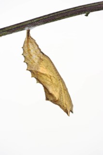 Small tortoiseshell (Nymphalis urticae, Aglais urticae), pupa against a white background, North
