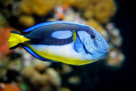 Blue palette surgeonfish Paracanthurus hepatus aka blue tang fish underwater in sea