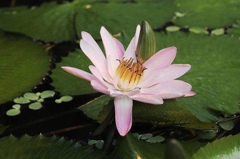 Blue Lotus (Nymphaea caerulea), flower, native to Africa, ornamental plant, North Rhine-Westphalia,