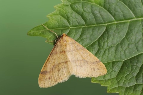 Scarce umber (Agriopis aurantiaria), male, North Rhine-Westphalia, Germany, Europe