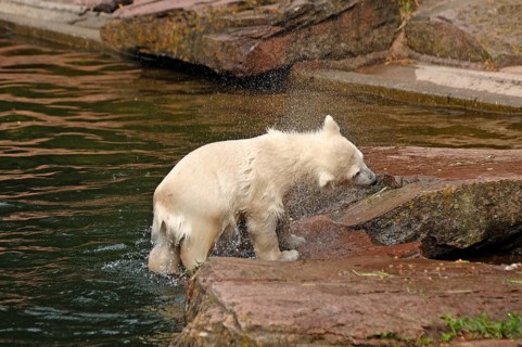 Small polar bear (Ursus maritimus) shaking itself dry, Nuremberg Zoo, Am Tiergarten 30, Nuremberg,