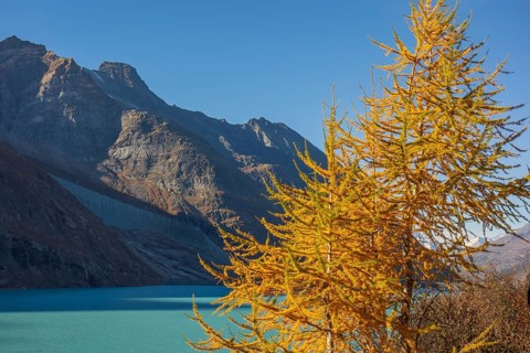 Mountain landscape with a turquoise lake and a yellow autumn tree in the foreground under a clear