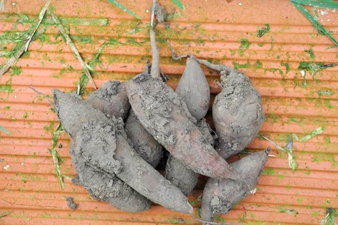 Yacon harvest in a garden