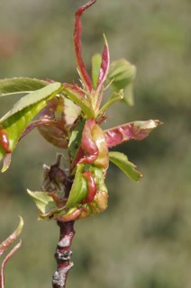 Peach leaf sick with blister