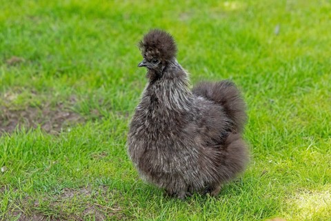 Silkie hen, Wittorf, Samtgemeinde Bardowick, Lower Saxony, Germany, Europe