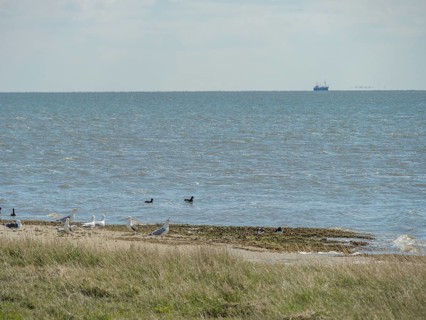 A beach with birds and grassy areas right by the sea in slightly hazy weather, dune and footpaths