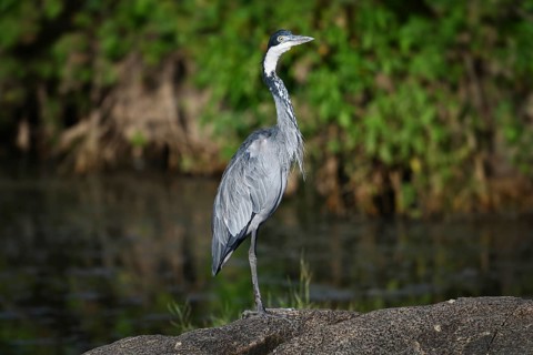 Black-headed heron (Ardea melanocephala) stands by a pond, Serengeti National Park, Tanzania,