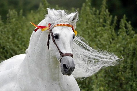 Andalusian, Andalusian horse, Spaniard