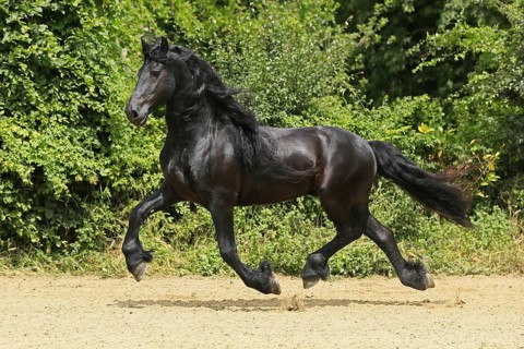 Friesian, Friesian horse