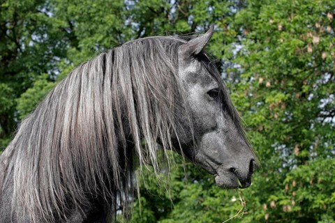 Andalusian, Andalusian horse