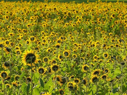 Blooming sunflower field, green leaves and yellow flowers under a clear sky, blooming yellow