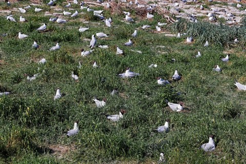 Breeding Black-headed Gulls (Larus ridibundus) also sitting on the nest, breeding colony, North Sea