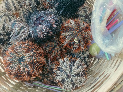Several freshly collected sea urchins with different colors contained in a native woven basket to