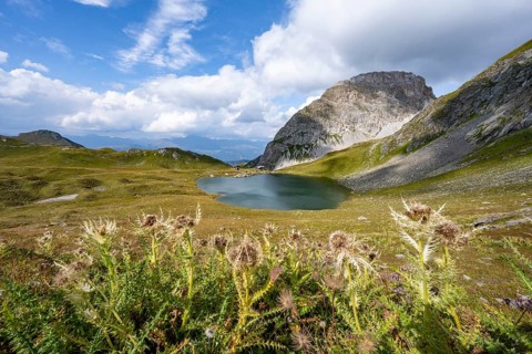 Flowering thistles on a mountain meadow, mountain hut Obstanserseehuette at the mountain lake