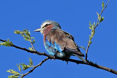 Lilac-breasted Roller (Coracias caudatus), perched on a branch, Serengeti National park, Tanzania,