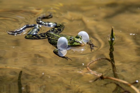 Green frog (Rana esculenta) with acoustic bladder, Emsland, Lower Saxony, Germany, Europe