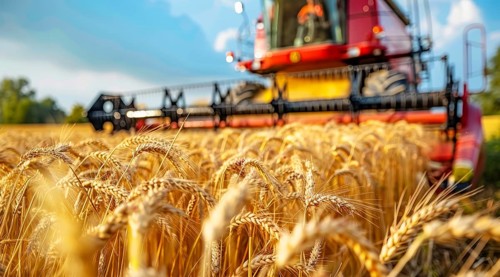 Combine harvester. collecting harvest of rye and wheat, Agriculture grain farming concept, AI