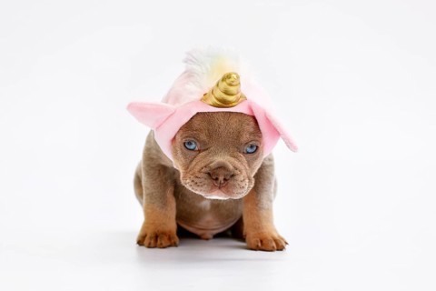 Cute French Bulldog dog puppy with cute pink unicorn hat with golden horn