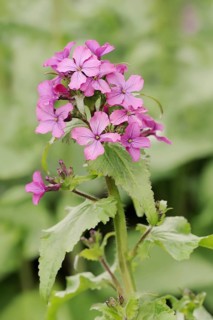 Dame's rocket (Hesperis matronalis), flowers, North Rhine-Westphalia, Germany, Europe