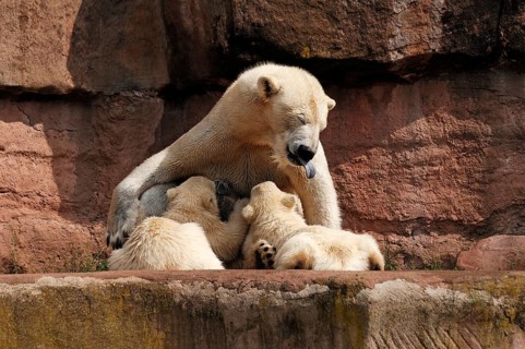 Polar bear mother suckling her two young polar bears, Ursus maritimus, Nuremberg Zoo, Am Tiergarten