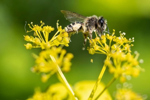 Honey bee (Apis mellifera) a Yellow umbel (Smyrnium perfoliatum), Emsland, Lower Saxony, Germany,