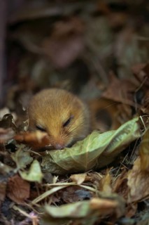 Hazel dormouse (Muscardinus avellanarius), sleeping, Stolberg, North Rhine-Westphalia, Germany,