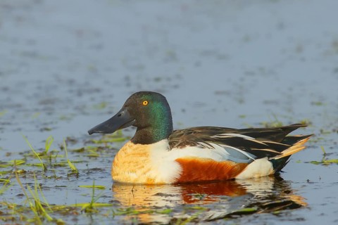 Shoveler (Spatula clypeata) in a wet meadow, spring, wildlife, Huede, Ochsenmoor, Lake Duemmer,