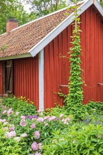 Lush green flowering garden by a redd wooden croft, Sweden, Europe