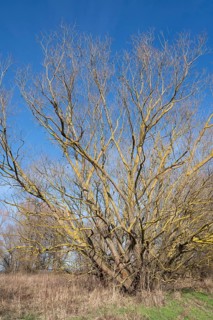 Willow (Salix) overgrown with common orange lichen (Xanthoria parietina), Thuringia, Germany,