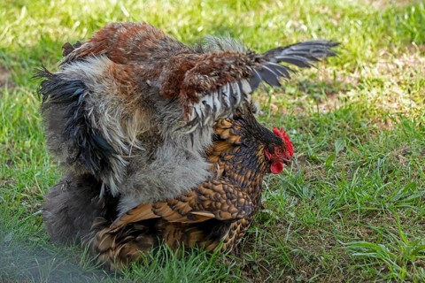 Pedigree chicken, Orpington hen flapping her wings, Wittorf, Samtgemeinde Bardowick, Lower Saxony,