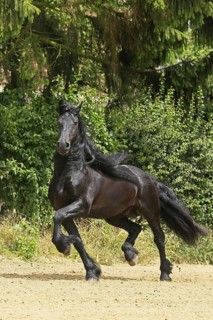Friesian, Friesian horse