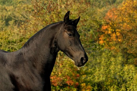 Friesian, Friesian horse