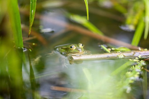 Green frog (PELOPHYLAX ESCULENTUS), Unterallgaeu, Bavaria