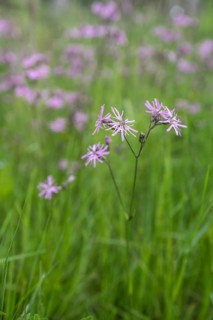 Cuckoo flower (Lychnis flos-cuculi), Emsland, Lower Saxony, Germany, Europe