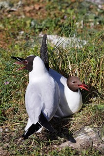 Breeding Black-headed Gulls (Larus ridibundus) also pair at the breeding site, North Sea coast,