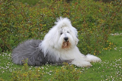 Bobtail, Old English Sheepdog