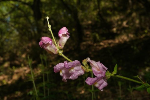 Beautiful and colorful snapdragon plant illuminated on a dark background