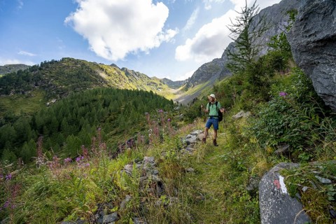 Mountaineer on a hiking trail, mountain landscape with green meadows, purple flowering balsam and