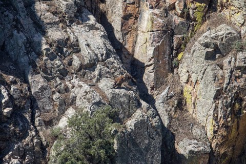 Griffon vulture (Gyps fulvus), Monfraguee National Park, Extremadura, Castilla La Mancha, Spain,