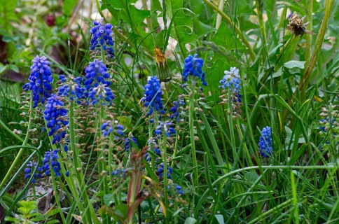 Grape hyacinths (Muscari Mill.) in a meadow
