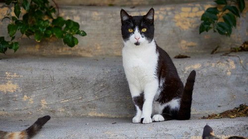 Attentive black and white cat sitting on the concrete of a street, near Grand Master's Palace,