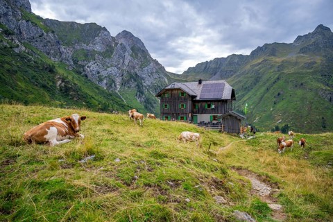 Cows on a mountain pasture, Alpine Club hut, Hochweisssteinhaus mountain hut, Carnic High Trail,