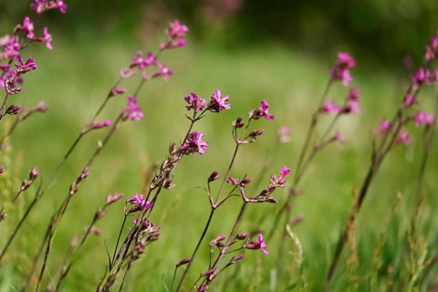 Pechnelke (Lychnis viscaria), May, Germany, Europe