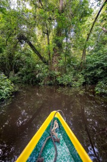 Bow of a boat, dense rainforest and river landscape, green vegetation in the tropical rainforest is